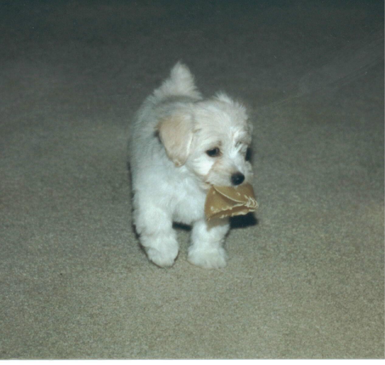 babydusty.jpeg