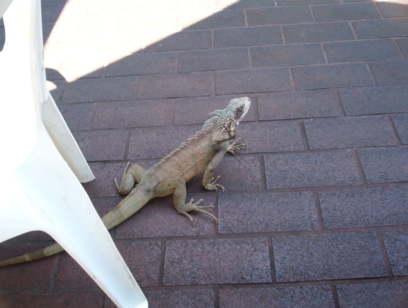 iguana.jpg